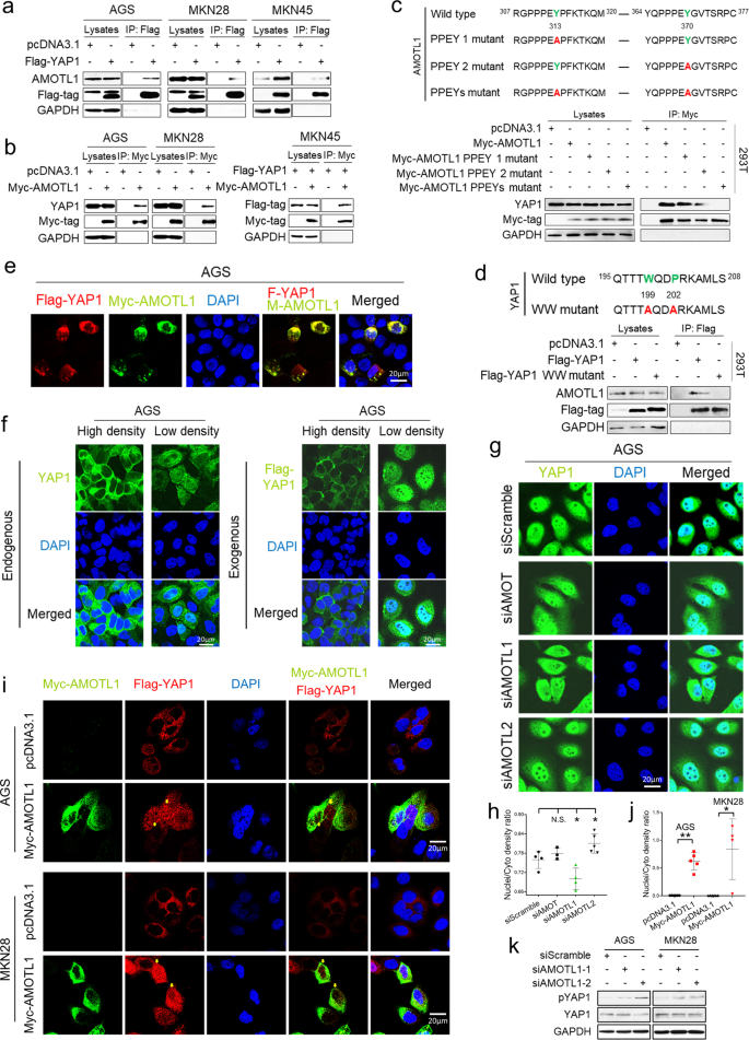 Amotl1 Enhances Yap1 Stability And Promotes Yap1 Driven Gastric Oncogenesis Oncogene