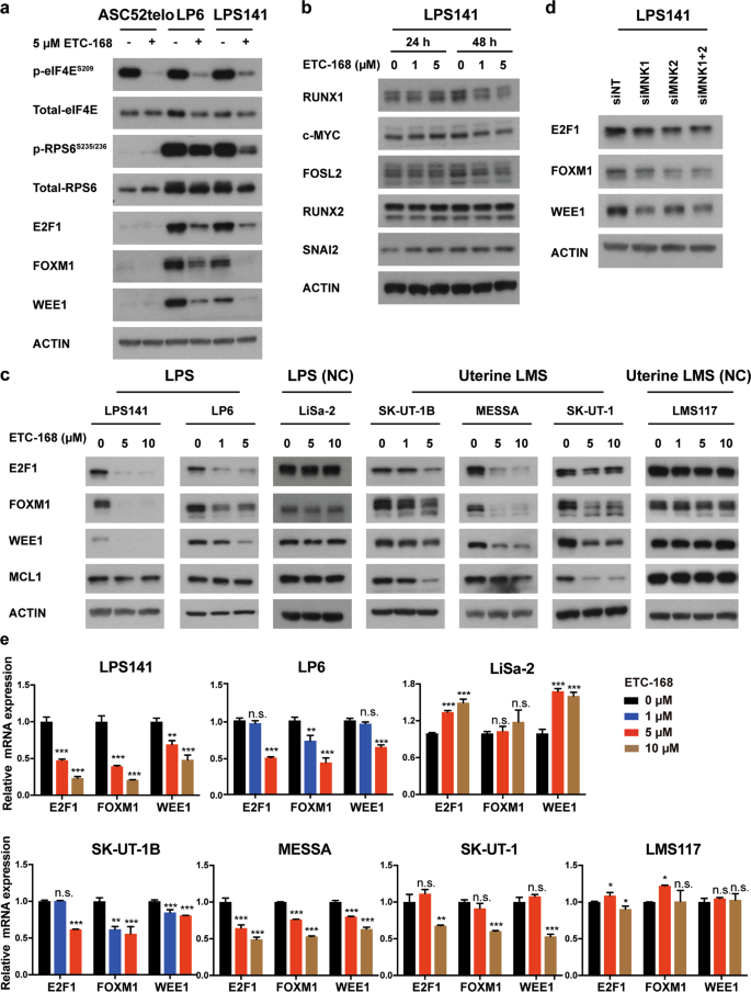 Mnk1 And Mnk2 Enforce Expression Of E2f1 Foxm1 And Wee1 To Drive Soft Tissue Sarcoma Oncogene Mnk1 And Mnk2 Enforce Expression Of E2f1 Foxm1 And Wee1 To Drive Soft Tissue Sarcoma Oncogene