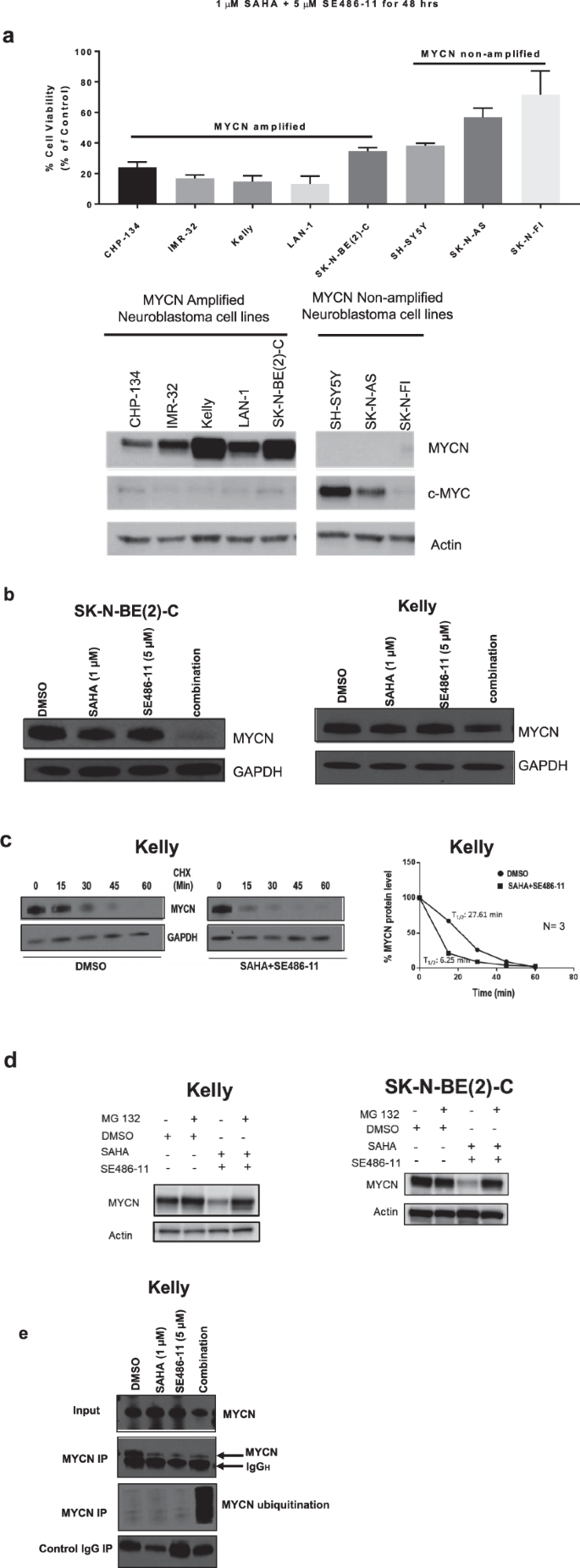 Fig. 3: Combination therapy significantly reduced MYCN protein expression and stability, and, increased ubiquitination.