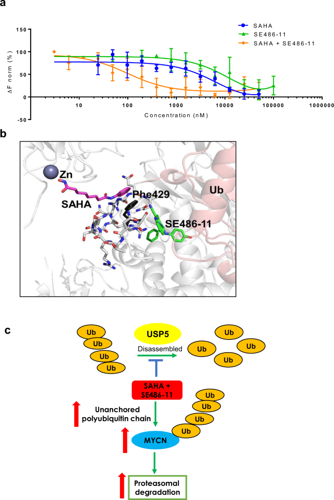 Fig. 6: SAHA and SE486-11 bind directly to USP5.