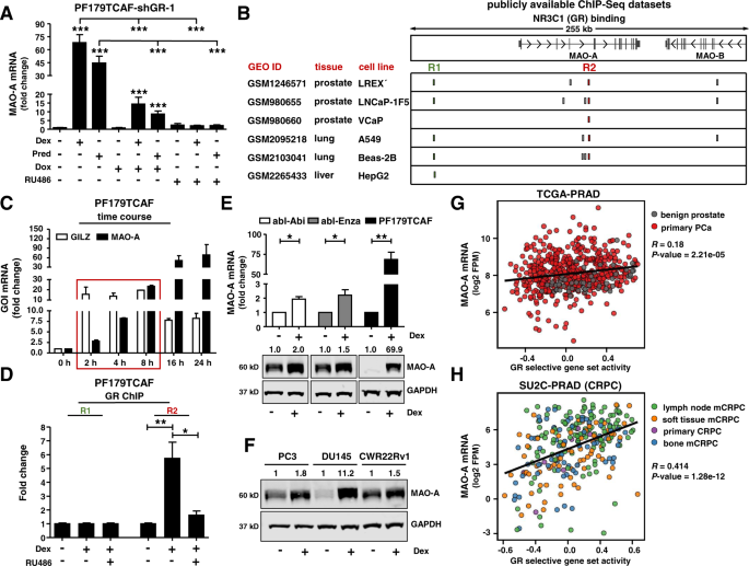 Fig. 2: MAO-A is a directly regulated GR target and is associated with elevated GR activity.