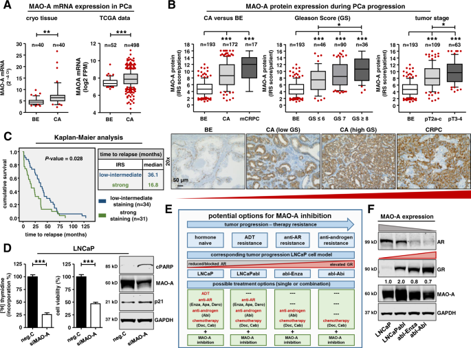 Fig. 5: Significantly elevated MAO-A expression during tumor progression.