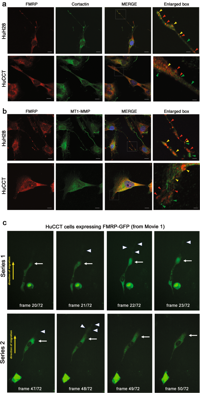 Fig. 3: FMRP localizes in cytoplasmic granules inside Cortactin and MT1-MMP –enriched cell protrusions.