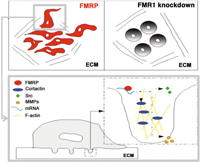Fig. 8: Working model for FMRP action in invadopodia.