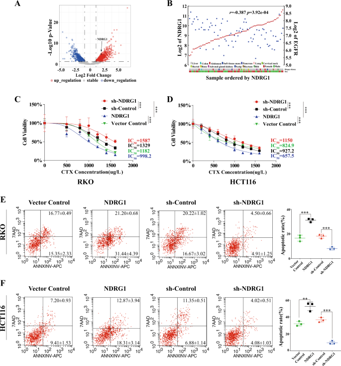 Fig. 1: NDRG1 enhanced CTX sensitivity in CRC cell lines.