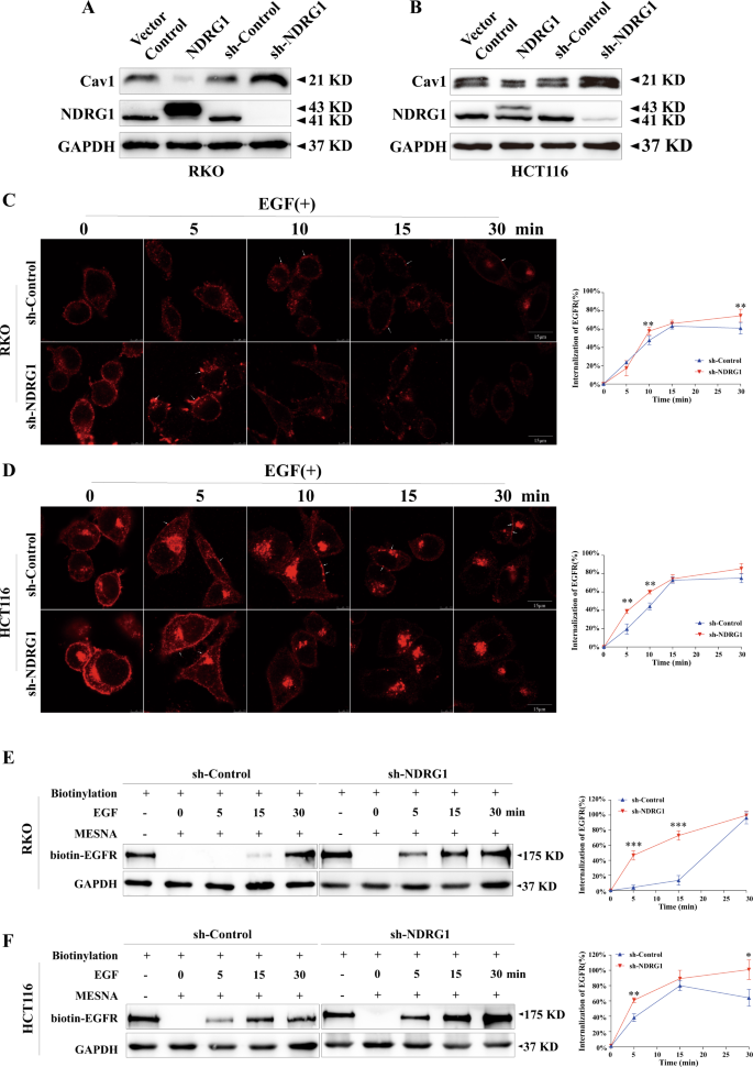 Fig. 4: Knockdown of NDRG1 markedly accelerates the endocytosis of EGFR.