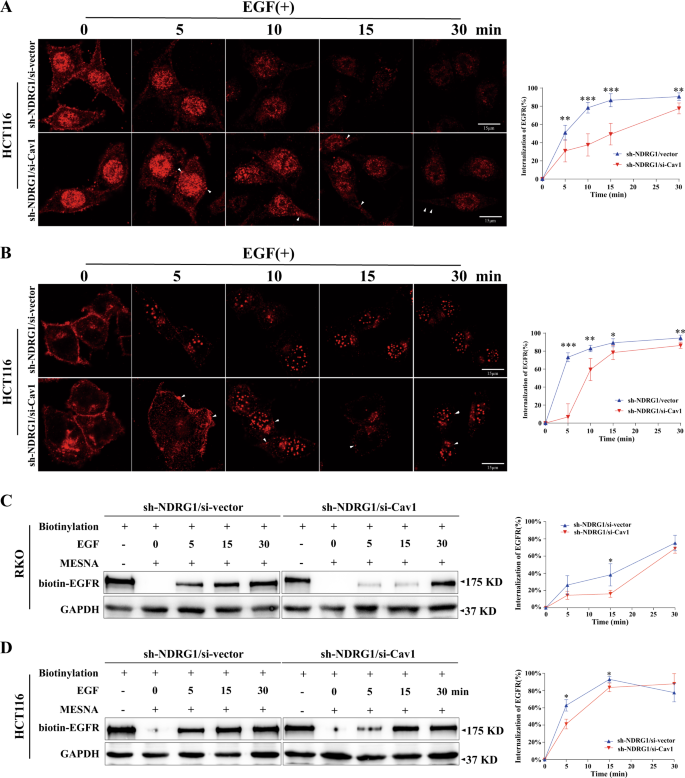 Fig. 5: The inhibition of Cav1 retarded the endocytosis of EGFR and enhanced the sensitivity in NDRG1-knockdown cells.