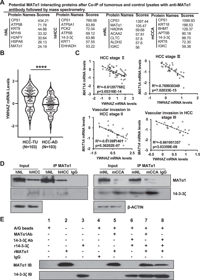 Deregulated 14-3-3ζ and methionine adenosyltransferase α1 