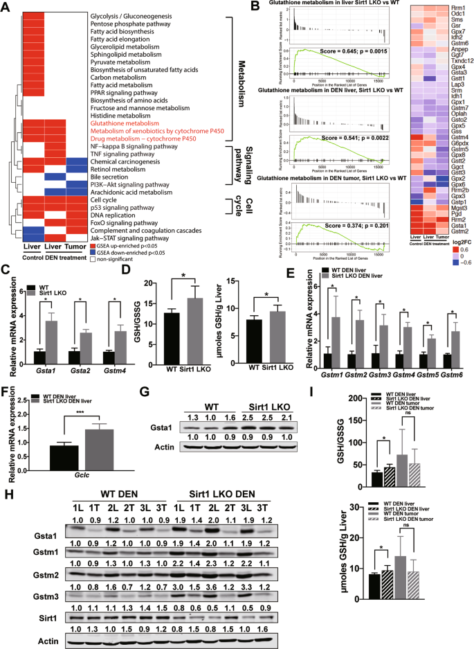 glutathione deficiency treatment Sirt1 deficiency upregulates glutathione metabolism to prevent  hepatocellular carcinoma initiation in mice
