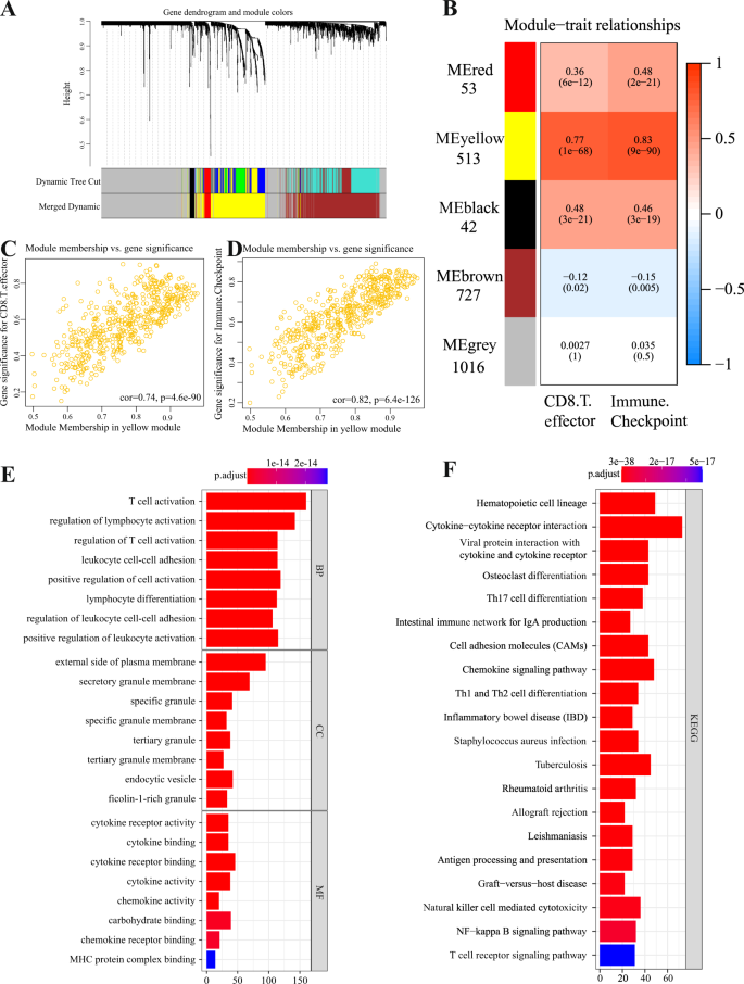 CD8+ T effector and immune checkpoint signatures predict prognosis and  responsiveness to immunotherapy in bladder cancer | Oncogene