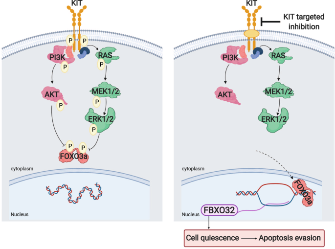 E3 ubiquitin ligase Atrogin-1 mediates adaptive resistance to KIT-targeted  inhibition in gastrointestinal stromal tumor | Oncogene