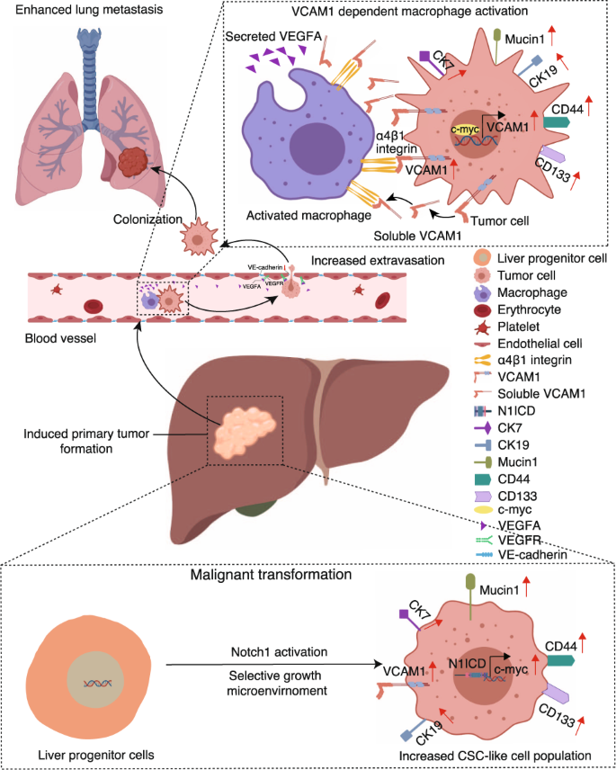 PDF) Abstract A74: Microparticles mediate cross-talk between tumoral and  endothelial cells and promote the constitution of an angiocrine  pro-metastatic niche through Arf6 up regulation