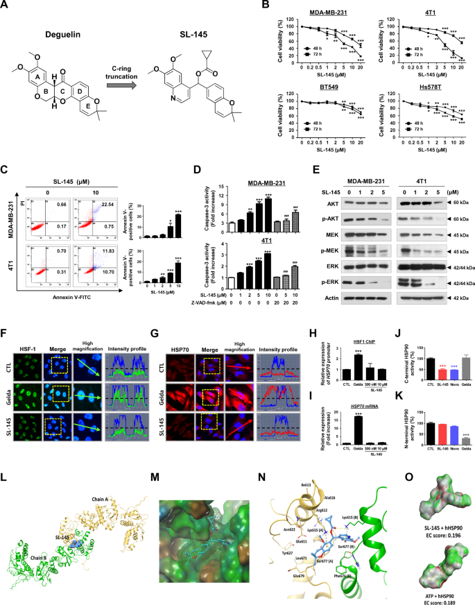 Fig. 1: SL-145 effectively kills TNBC cells by targeting the C-terminal binding site of HSP90.