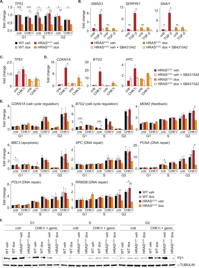 Oncogenic RAS sensitizes cells to drug-induced replication stress via  transcriptional silencing of P53 | Oncogene