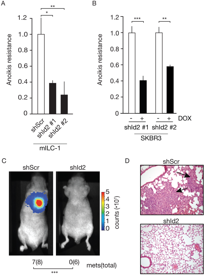 Fig. 3: Id2 promotes anoikis resistance and metastatic colonization in E-cadherin deficient breast cancer cells.