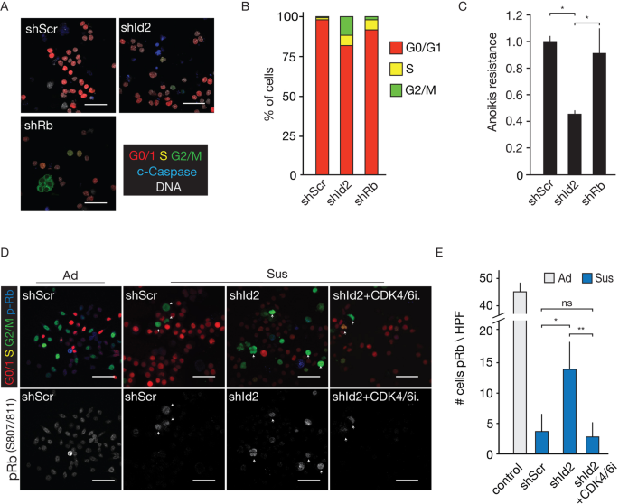 Fig. 5: Id2 controls inhibition of cell cycle progression.