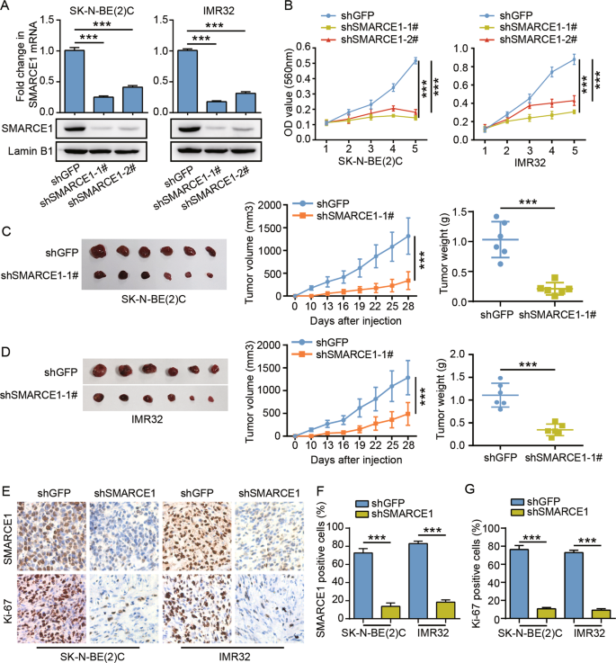 An ALYREF-MYCN coactivator complex drives neuroblastoma tumorigenesis  through effects on USP3 and MYCN stability