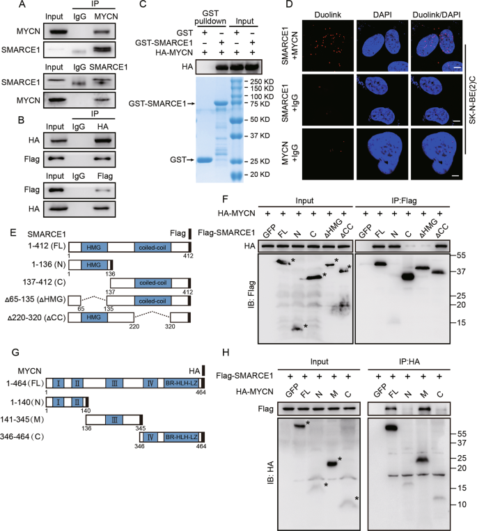 An ALYREF-MYCN coactivator complex drives neuroblastoma tumorigenesis  through effects on USP3 and MYCN stability