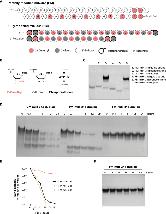ファースト・イン・クラスの標的マイクロRNA療法が癌腫瘍の成長を遅らせる(First-in-class targeted microRNA therapy slows cancer tumor growth)