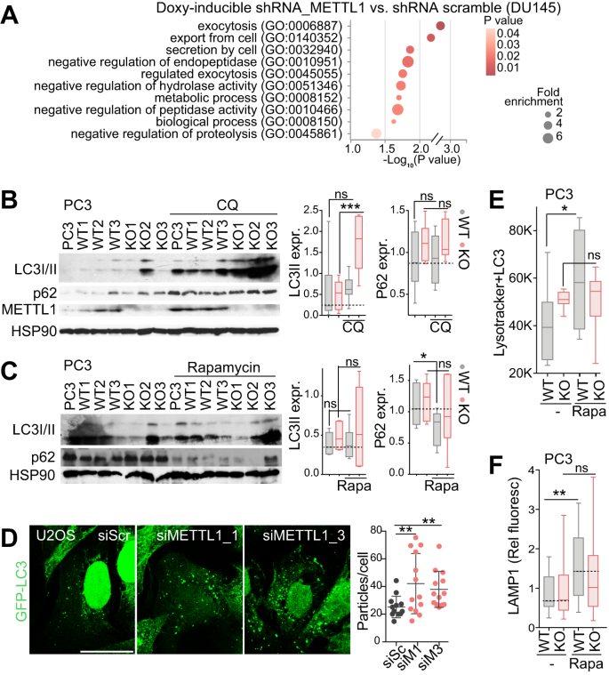 Fig. 2: Impaired autophagy resolution in the absence of METTL1.