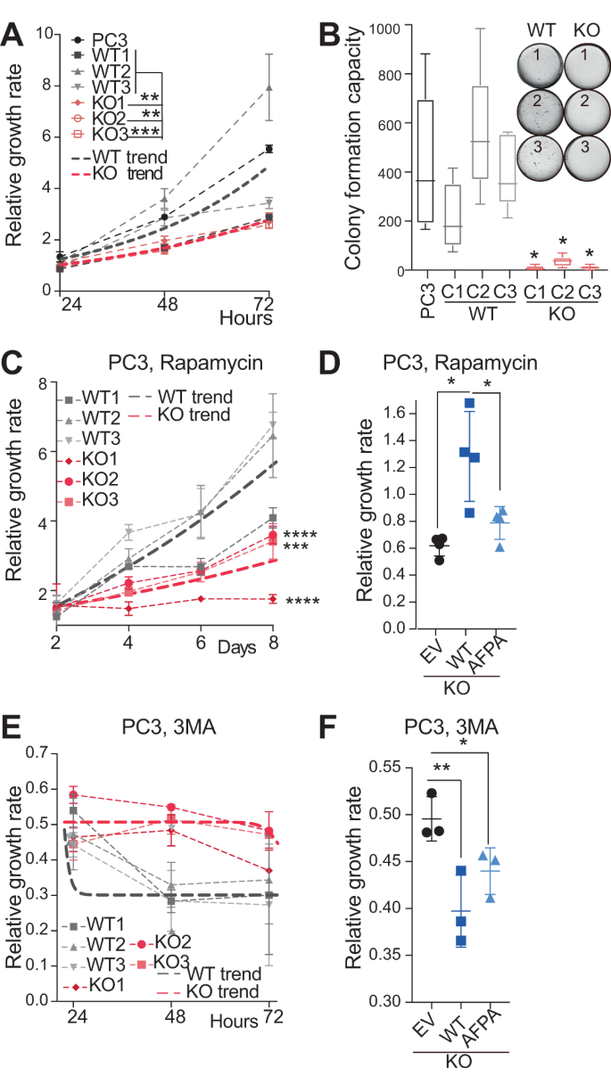 Fig. 3: Decreased cell viability upon METTL1 inhibition.
