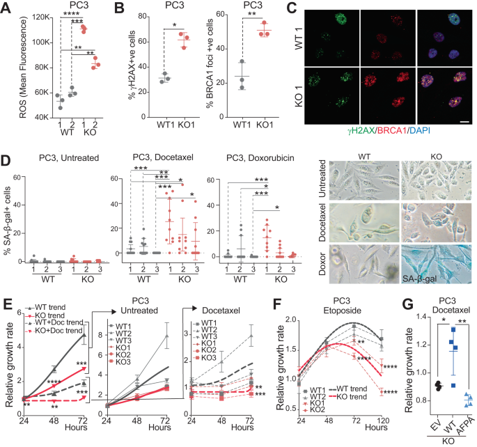 Fig. 4: Induction of DNA damage and senescence in METTL1-KO cells.