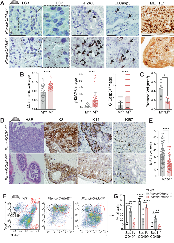 Fig. 6: Mettl1 inhibition disrupts autophagy and decreases viability in PCa cells in vivo.