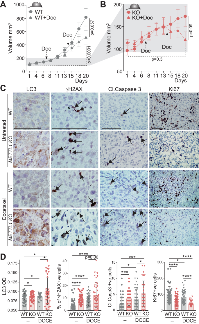 Fig. 7: METTL1 expression inhibition increases the efficiency of chemotherapy in PCa.
