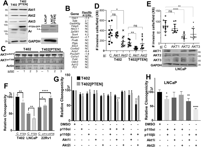 Fig. 3: PTEN status controls invasiveness and survival through PI3K-p110 and AKT isoforms.