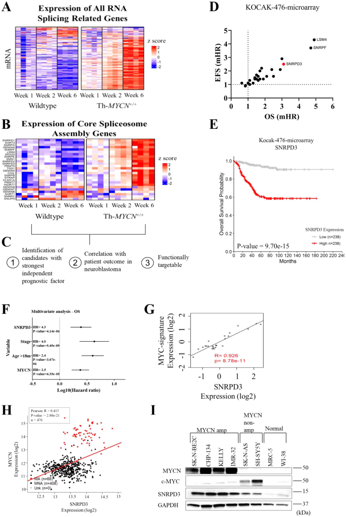 Fig. 1: Some core snRNP assembly genes are up-regulated in neuroblastoma and are prognostic for patient outcomes.