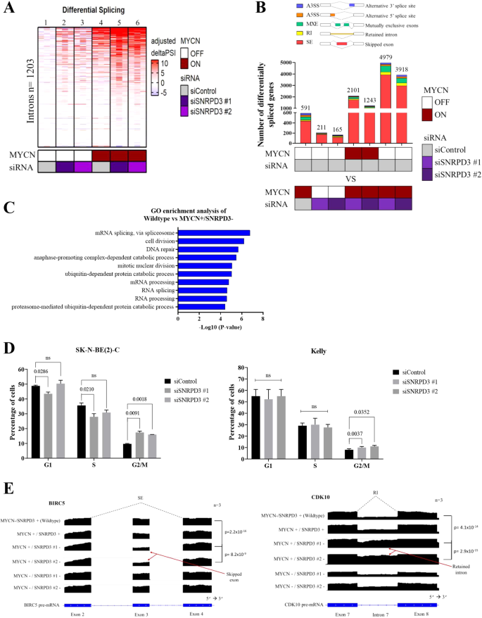 Fig. 4: SNRPD3 alters the splicing of cell cycle genes in a MYCN-dependant manner.