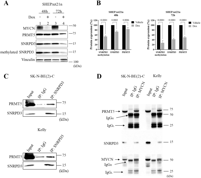 Fig. 5: MYCN, SNRPD3 and PRMT5 form a protein complex to enhance SNRPD3 methylation.