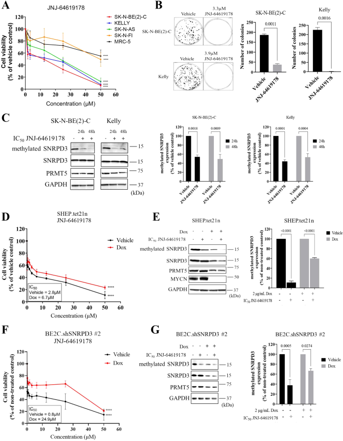 Fig. 6: Chemical inhibition of PRMT5 has selective toxicity for neuroblastoma cells compared to normal myofibroblast cells.