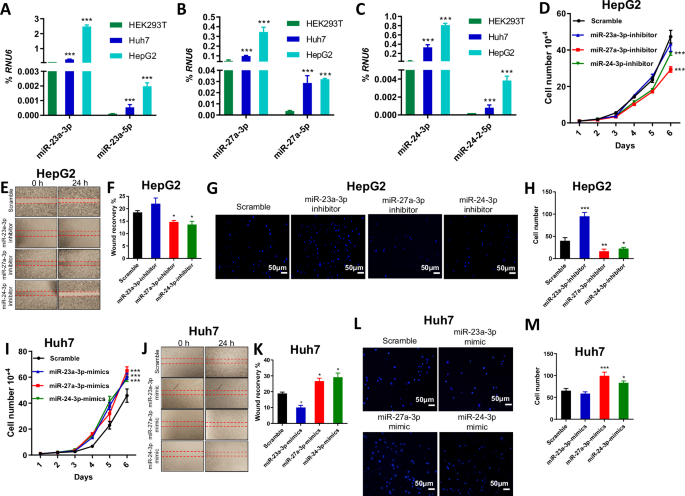 Fig. 1: Effect of miRNAs in the miR-23a ~ 27a ~ 24-2 cluster on cell proliferation and migration of HCC cells.