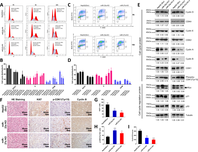Fig. 3: Effect of miR-23a/miR-27a knockout on cell cycle progression of HCC cells.