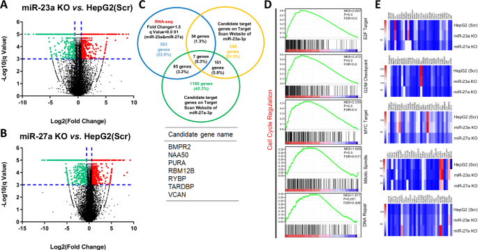 Fig. 4: Bioinformatics analysis of RNA-seq data in miR-23a/miR-27a KO HCC cells.