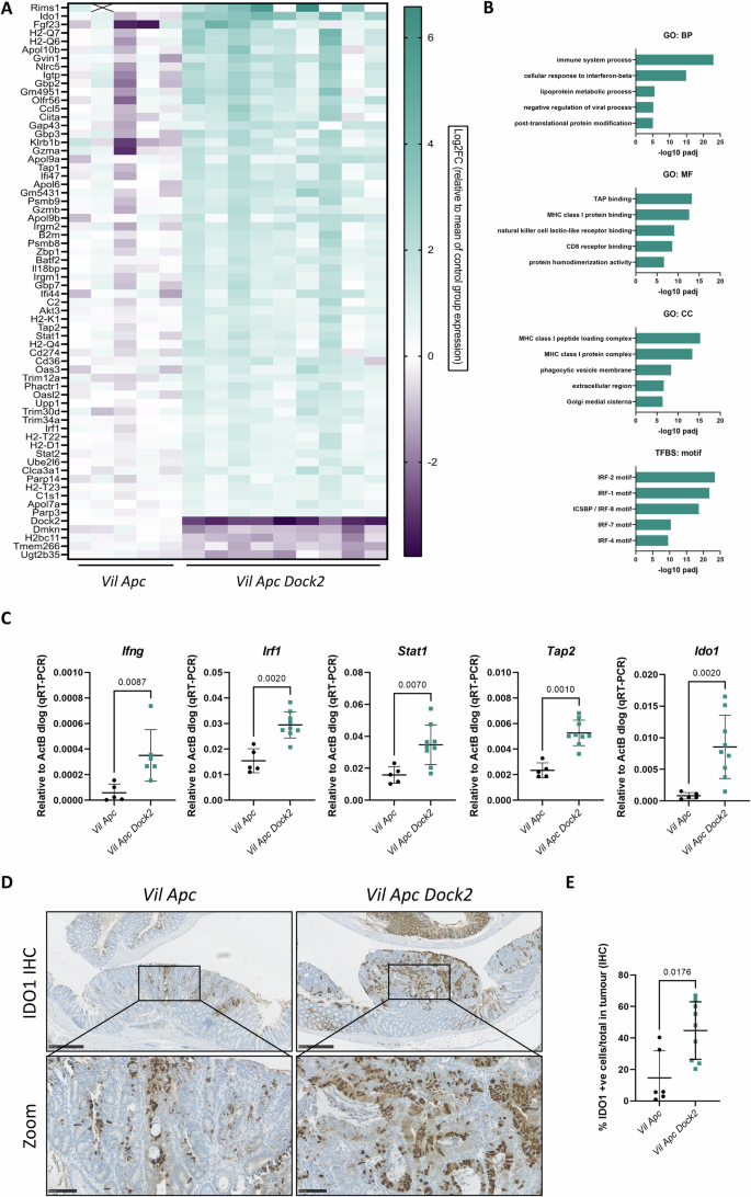 Fig. 2: Dock2 deficient tumours have elevated IFNγ signalling.