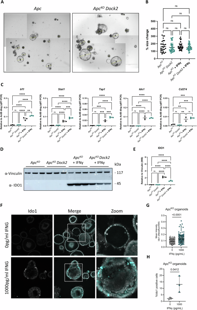 Fig. 3: IFNγ signalling is equivalent in normal and Dock2 deficient tissue.