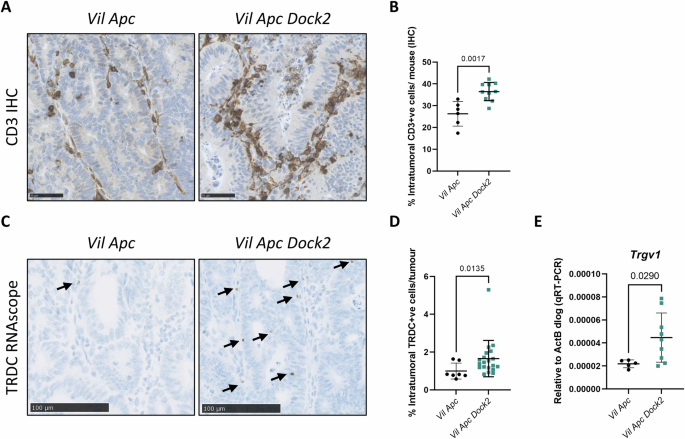 Fig. 4: Dock2 deficient tumours have increased γδ T cell infiltration.