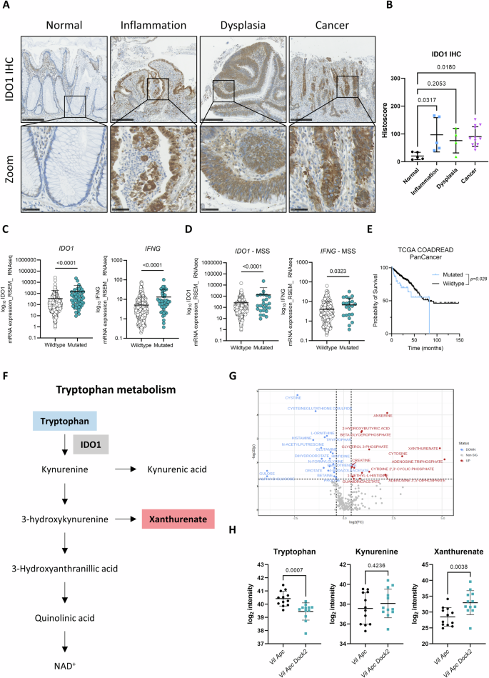 Fig. 6: IDO1 is elevated in human IBD-CRC and alters tryptophan metabolism in vivo.