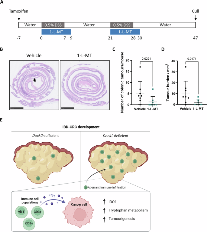Fig. 7: IDO1 inhibition abrogates tumourigenesis in Vil Apc Dock2 mice.
