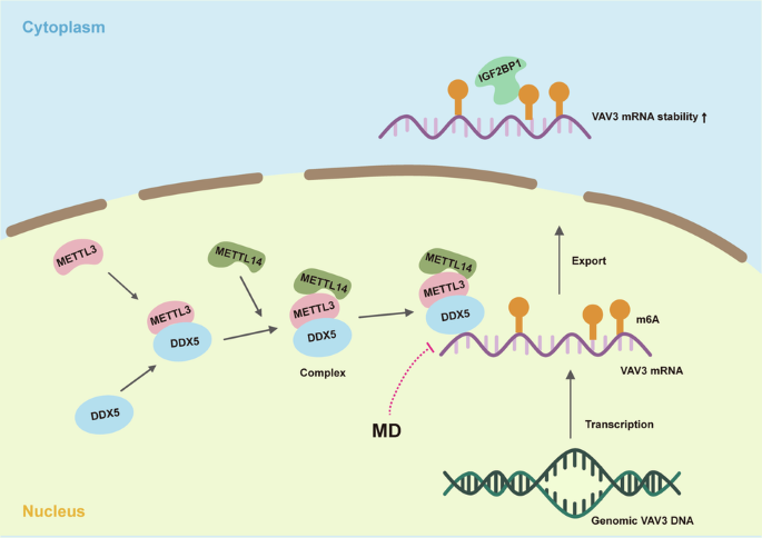 DDX5 promotes esophageal squamous cell carcinoma growth through ...