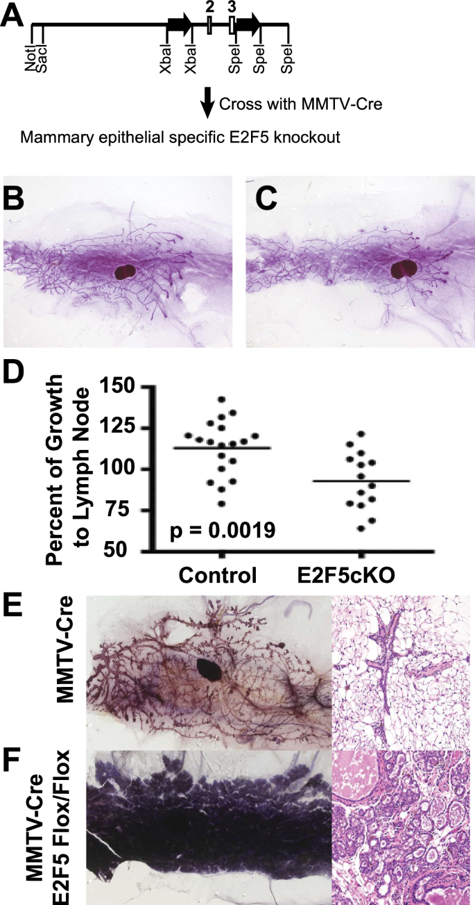 experimental mouse tumour figure 2