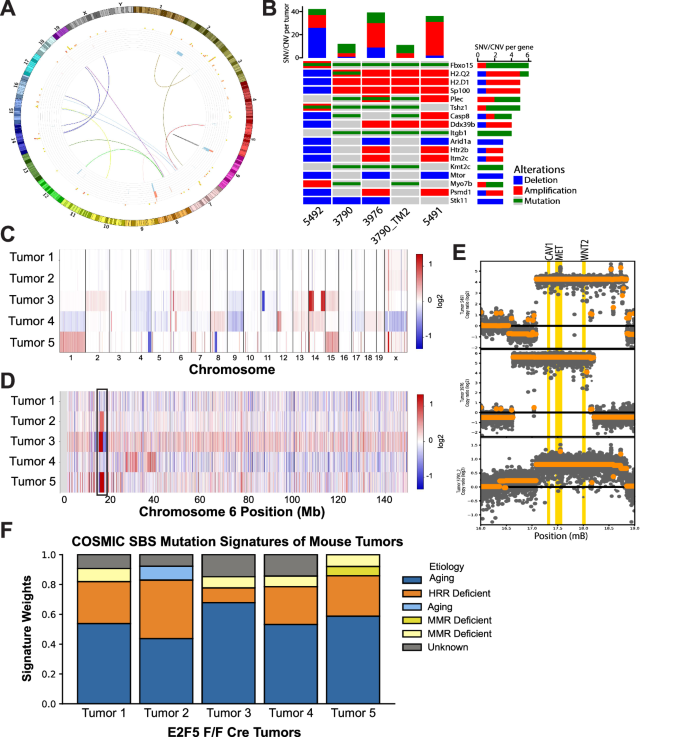 experimental mouse tumour figure 4