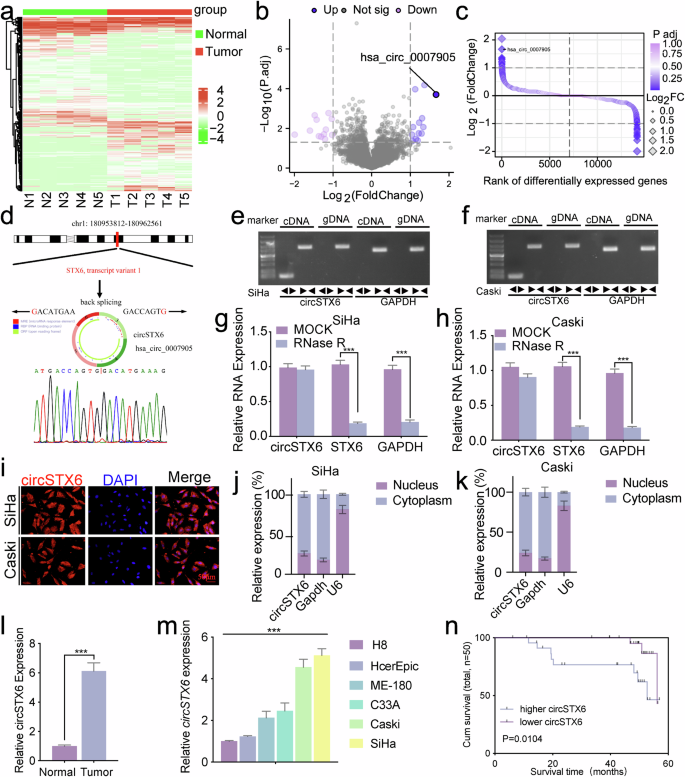 m6A-modified circSTX6 as a key regulator of cervical cancer malignancy ...