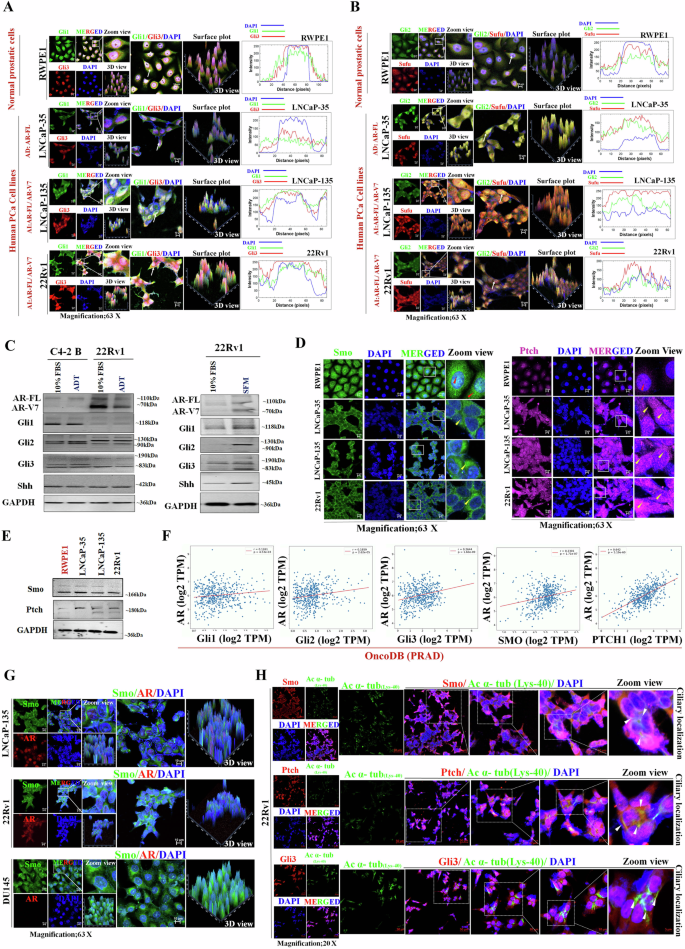 Fig. 2: Sub-cellular expression profile of Gli-family proteins with the dependency of AR and ciliary localization of Hh receptors.
