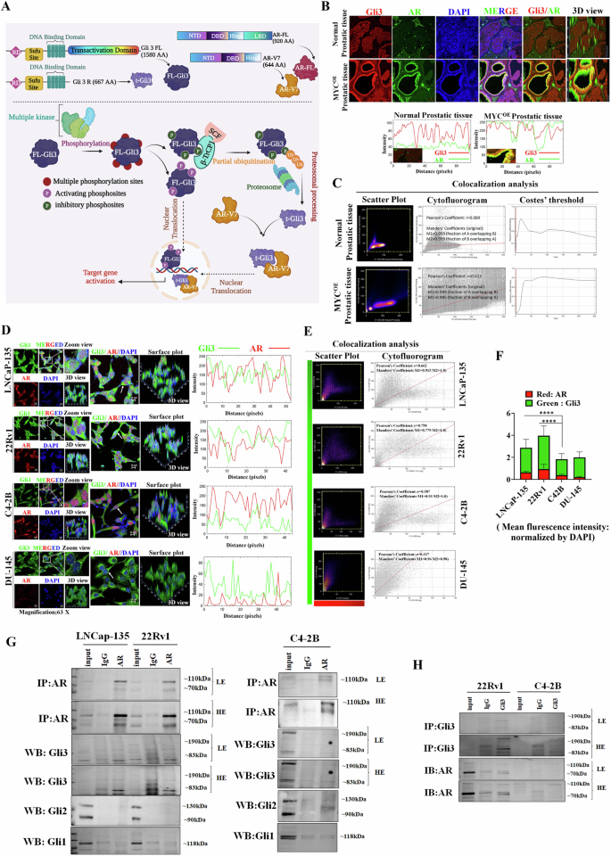 Fig. 3: Colocalization of AR and Gli3 and an association between AR-V7 and t-Gli3.
