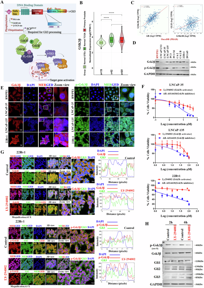 Fig. 4: Gsk3β- mediated non-canonical mechanism for Gli3 processing.