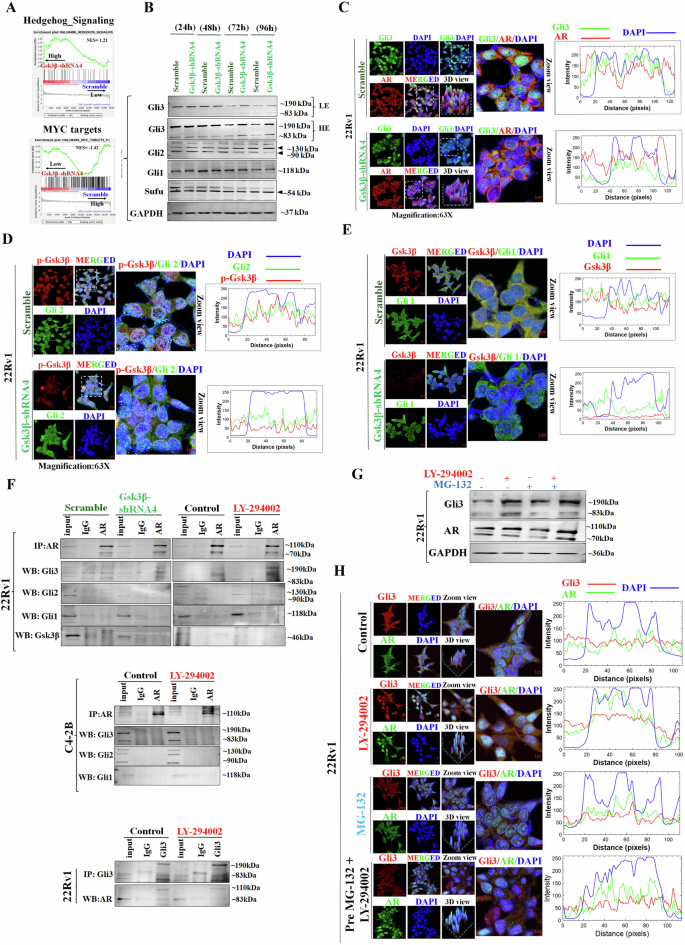 Fig. 6: Impact of Gsk3β knockdown on Hh/Gli cascade and processing of Gli3.