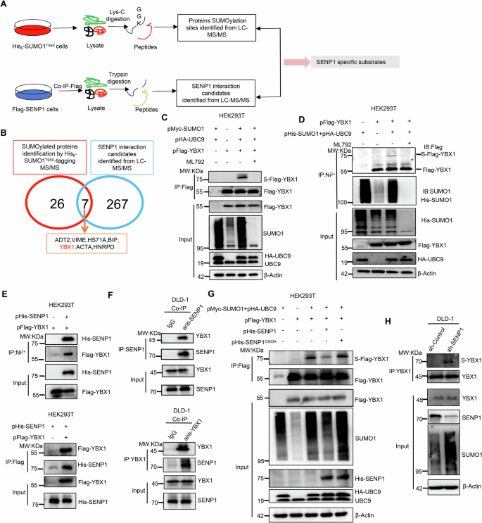 SENP1-mediated deSUMOylation of YBX1 promotes colorectal cancer development through the SENP1-YBX1-AKT signaling axis